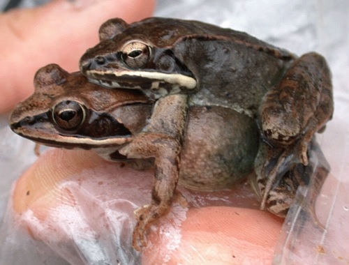 Wood Frogs In Amplexus. Credit: Priya Nanjappa, USGS